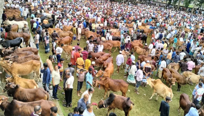 ঢাকা দক্ষিণে ফের পশুর হাট পেলেন আ.লীগ নেতারা