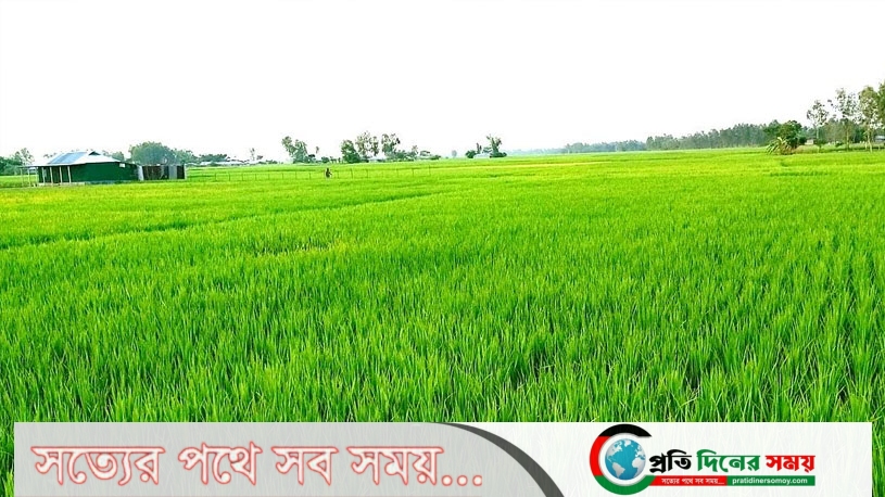 ইটনার হাওড়ে বোরর সবুজ পাতায় উকি দিচ্ছে কৃষকের স্বপ্ন